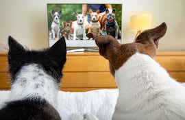 Perros mirando una pantalla.