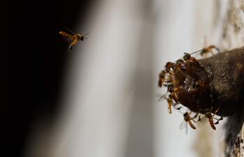 Abejas señoritas también conocidas como abejas meliponas en Totorenda (Bolivia). La miel producida por las abejas señoritas o nativas ha sido parte de la vida de las comunidades guaraníes de Bolivia desde siempre y ahora es un componente importante en la búsqueda de autonomía económica de mujeres que, además de ser apicultoras, cuidan los bosques del Chaco en Chuquisaca.