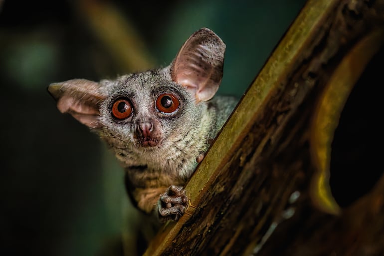 Galago