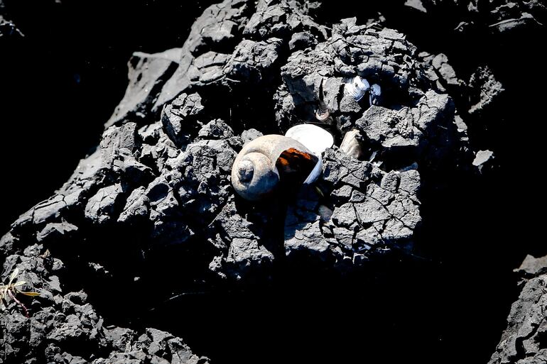 Un caracol en un terreno seco del embalse Paso Severino, en Canelones (Uruguay). 