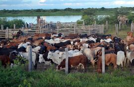 Esta semana se cerró el registro de la campaña de vacunación antiaftosa.