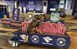 Perro K9 de la Receita Federal sentado en una mesa, rodeado de paquetes envueltos en plástico rojo y negro.