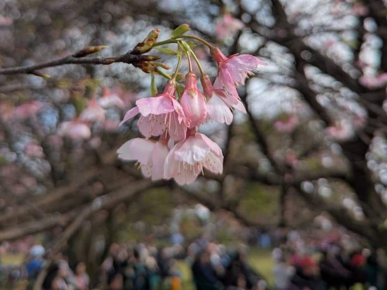 Flores de sakura de color rosa pálido en un entorno natural en el Paseo Turístico, con personas en el fondo disfrutando del festival.
