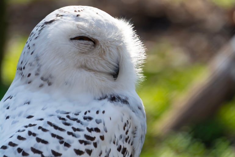 Búho nival (Bubo scandiacus), famoso gracias a la saga de películas de Harry Potter, cuyos seguidores lo conocen como la lechuza Hedwig.