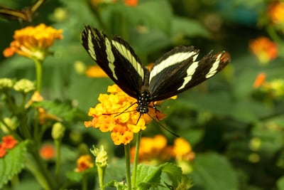 Mariposa Heliconius hewitsoni.