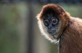 Un nuevo implante cerebral presentado en China ha permitido que un mono controle un brazo robótico “solo con sus pensamientos” y logre agarrar fruta con él.