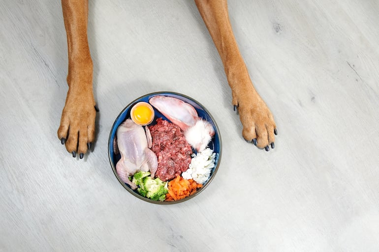 ¿Los huevos son un buen alimento para los perros?