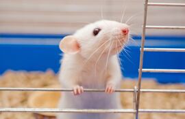 rata hamster ratón de laboratorio