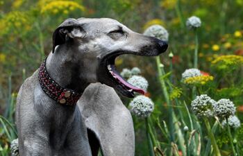 Un perro de caza sloughi tunecino juega en un campo en Cap Angela, en la región de Bizerta.