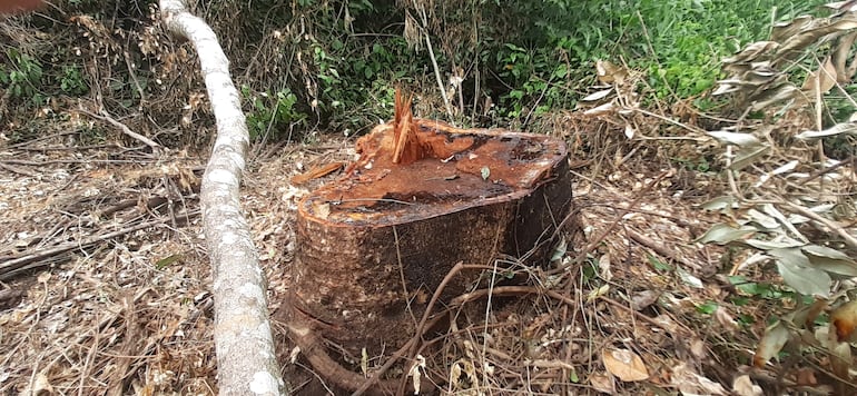 La deforestación en Paraguay es uno de los factores de emisión, aunque mínimo, que afectan al cambio climático