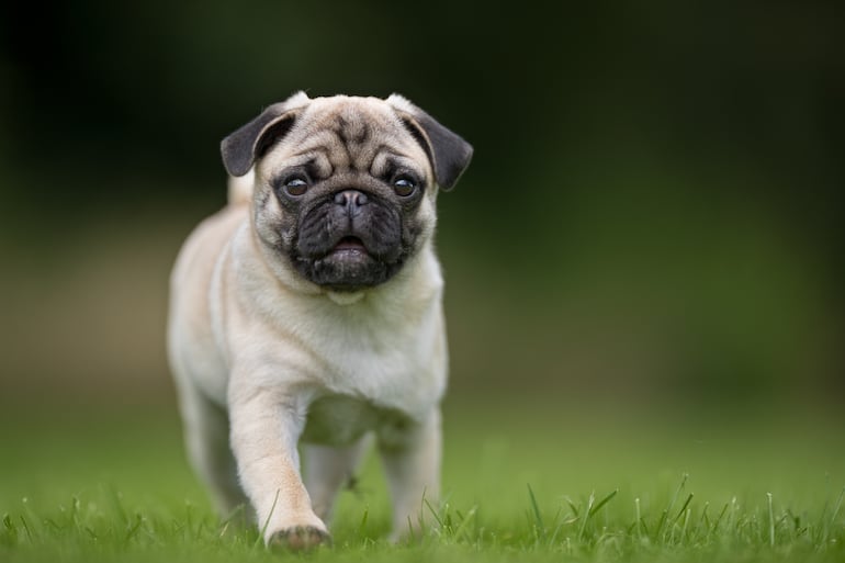 Perro de la raza pug.