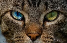 Gato con heterocromía.