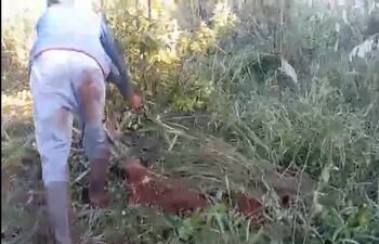 Productores destruyen cultivos de yerba mate en Itapúa.