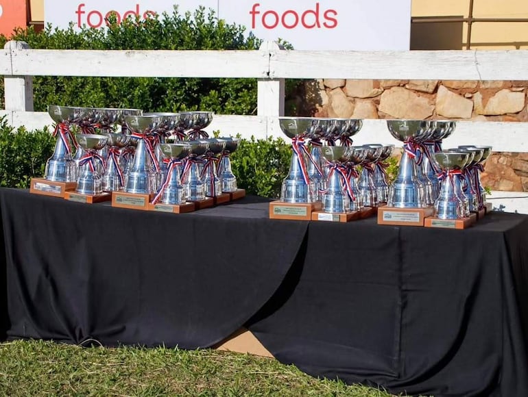 Mesa con múltiples trofeos metálicos brillantes decorados con cintas de colores, en ambiente exterior rodeado de vegetación.
