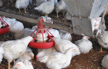 La resistencia antimicrobiana por el mal uso de antibióticos es un grave problema en avicultura.