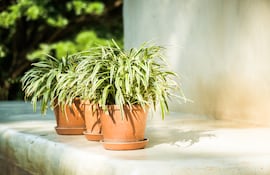 Cinta o lazo de amor (Chlorophytum comosum).