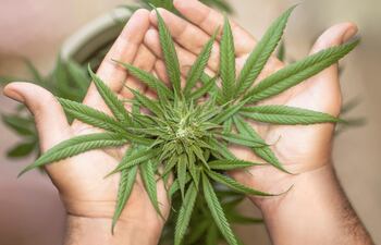 Invitan a debatir sobre cannabis medicinal en Asunción, en un curso de actualización destinado a profesionales de la salud.