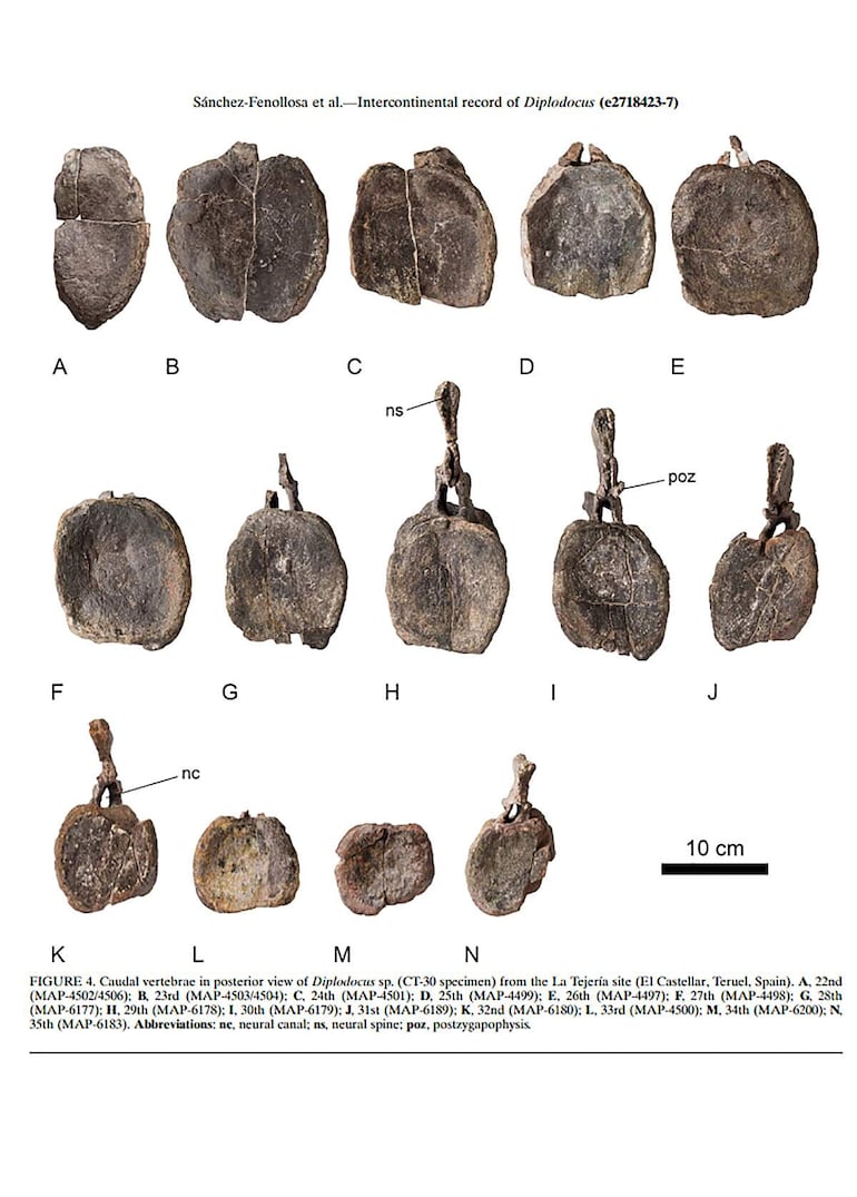 Imágenes de los fósiles de un ejemplar de diplodocus hallados en Teruel.