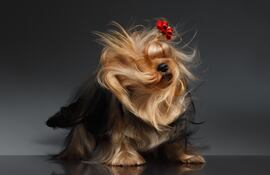 Pelaje brilloso en perros.