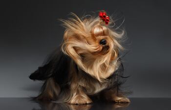 Pelaje brilloso en perros.