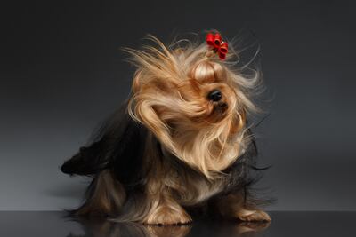 Pelaje brilloso en perros.