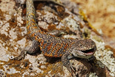 Fotografía cedida por el Servicio Nacional de Áreas Naturales Protegidas de Perú (Sernanp) de un ejemplar de 'liolaemus yawar', la nueva especie de lagartija endémica de Perú recientemente descubierta, que habita a más de 4.000 metros de altitud en una limitada zona de la provincia de San Antonio de Putina, en la sureña región altiplánica de Puno (Perú).