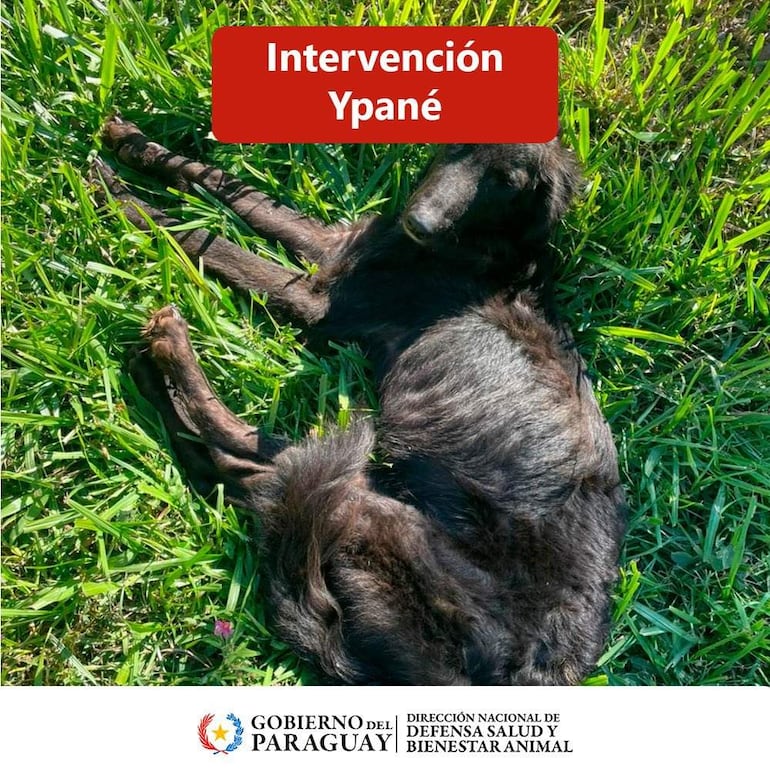 Un perro negro hallado con en evidente desnutición durante intervención por bienestar animal en Ypané.