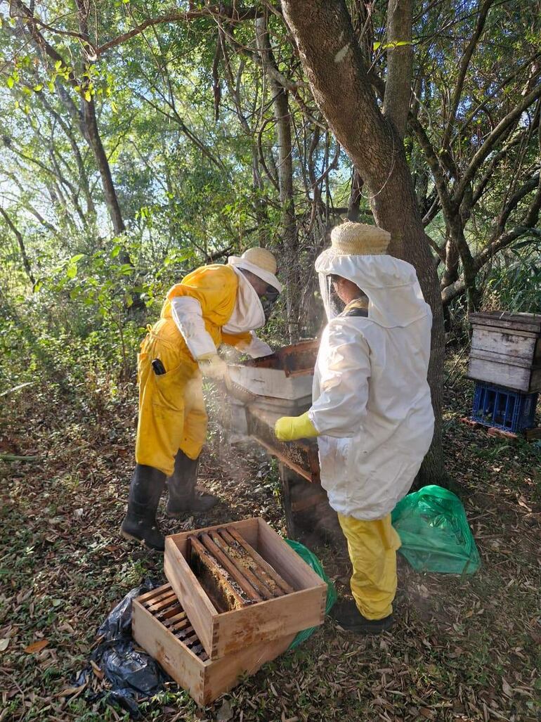 Los productores revisan cuadros de miel en un apiario rodeado de vegetación.