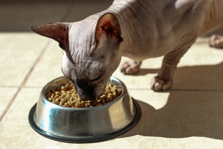 Gato sphynx come alimento balanceado.