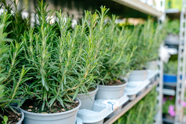 Plantas de romero.