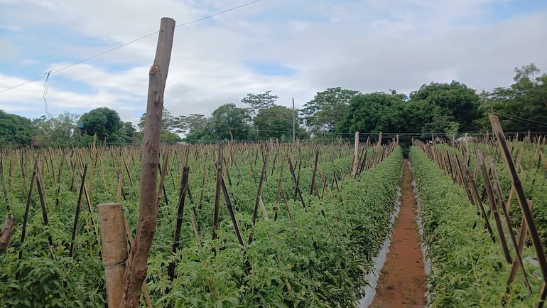 VDB Extensa plantación de tomates para paliar la demanda nacional el país.