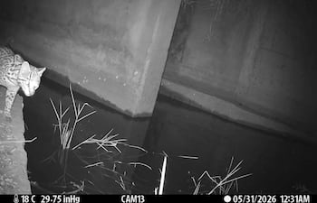 Gato en un paso construido para fauna, rodeado de vegetación chaqueña, representando un esfuerzo por la conservación.