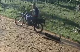 Un hombre fue denunciado por arrastrar a una perrita con su motocicleta en Villarrica.