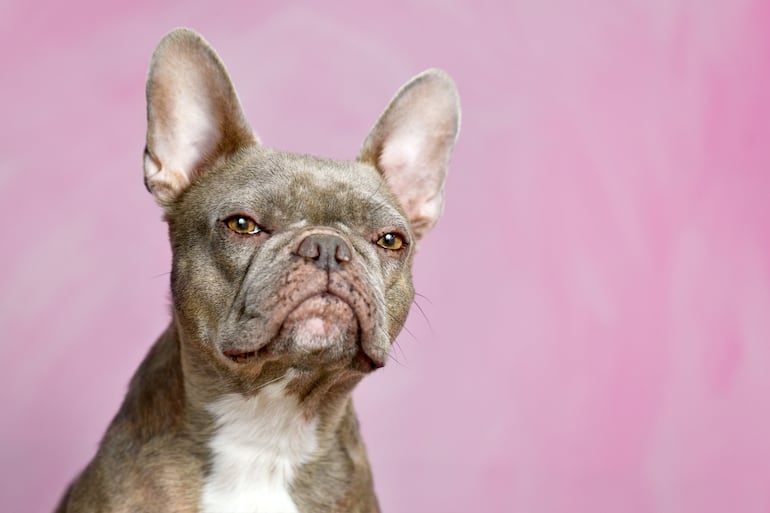 ¿Tu perro te juzga?