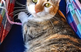 Molly se perdió en inmediaciones del Hospital San Pablo.