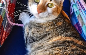 Molly se perdió en inmediaciones del Hospital San Pablo.