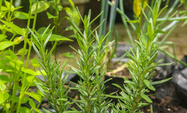 Plantas de romero.