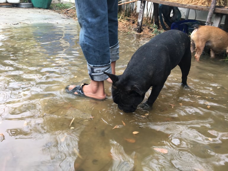 Bulldog francés en un gran charco.