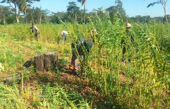 Este grupo de sesameros se encuentra trabajando en el corte de las plantas del producto