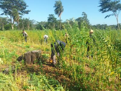 Este grupo de sesameros se encuentra trabajando en el corte de las plantas del producto