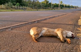 El ejemplar visiblemente golpeado fue encontrado al costado de la ruta PY 07.