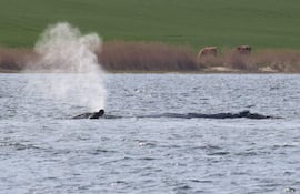 Un hombre se sitúa junto a una ballena jorobada varada en la bahía de Wismarer Bucht, en el mar Báltico, frente a la isla de Poel, en el norte de Alemania, el 27 de abril de 2026.