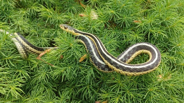 Serpiente.