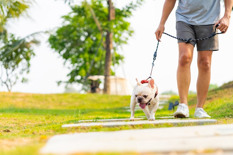 Impacto del choque térmico en perros.