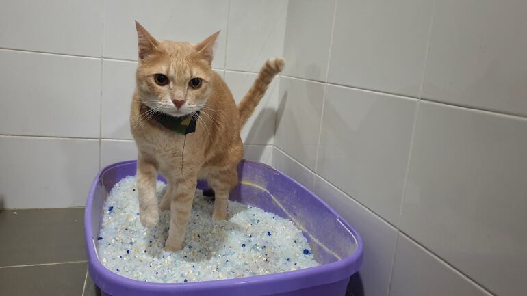 Vista microscópica de cristales estruvitos de sedimento urinario.