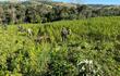 Cultivos de marihuana en zona de Cerro Corá, departamento de Amambay.
