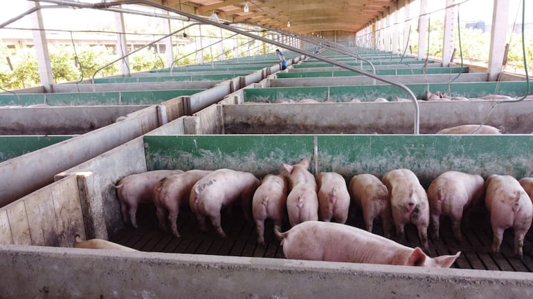 Trabajador de pie en criadero de cerdos, supervisando animales en corrales de cemento y madera.