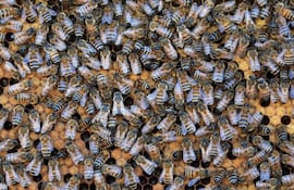 Un reino de abejas