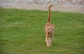 Gato con la cola levantada.