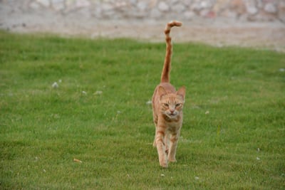 Gato con la cola levantada.